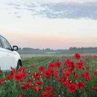 Car in spring field